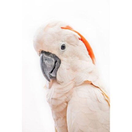 productHero-SPOTWF-BP920029224-canvas