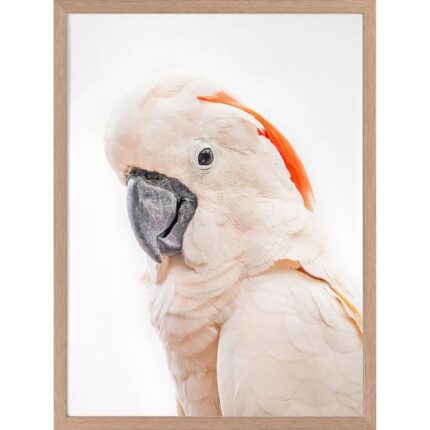 productHero-SPOTWF-BP920029224-oak-frame