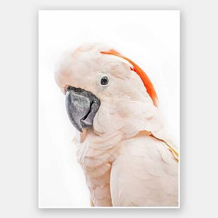 productHero-SPOTWF-BP920029224-unframed