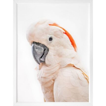 productHero-SPOTWF-BP920029224-white-frame