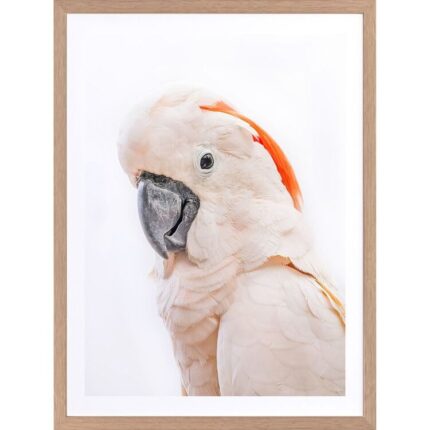 productHero-SPOTWF-BP920029224-wide-border-oak-frame